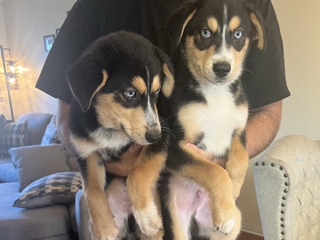 Siberian Husky – Pitsky Husky/pitbull – South Gate