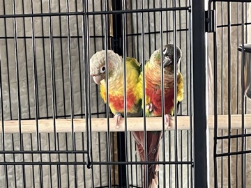 Two Conures IN NEED OF REHOME FAST