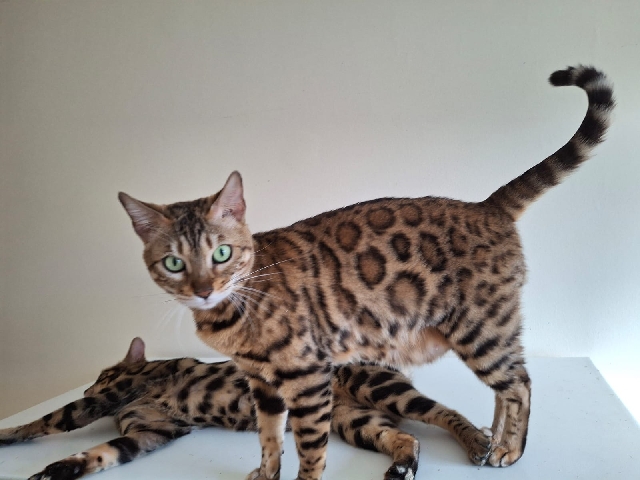 Bengal – Bengal – Romford