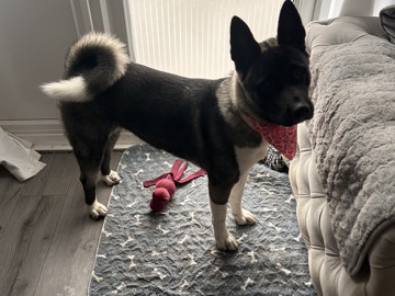 American Akita 