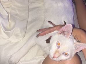 lucky female kitten – Phoenix