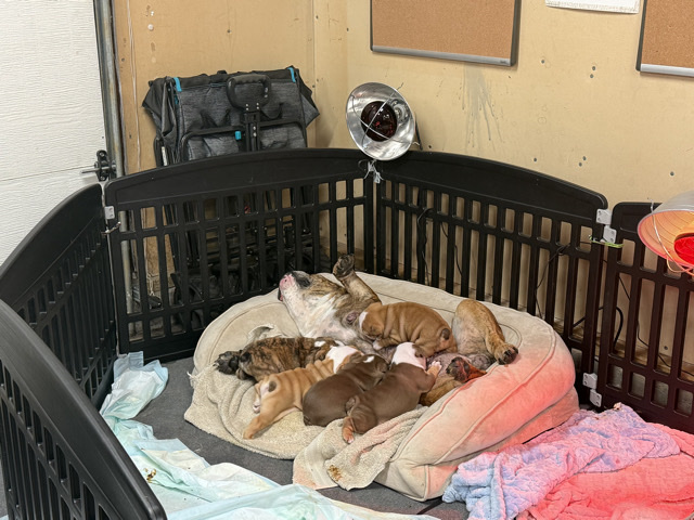 Bulldog - English bulldog puppy  available for adoption in Milwaukie