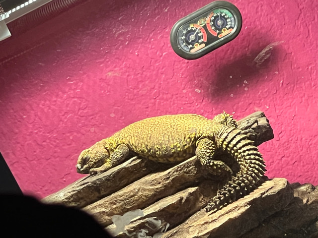 Uromastyx Lizard