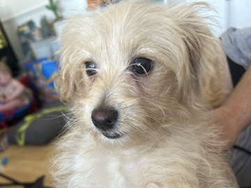 Poodle – poodle x chihuahua – Reading