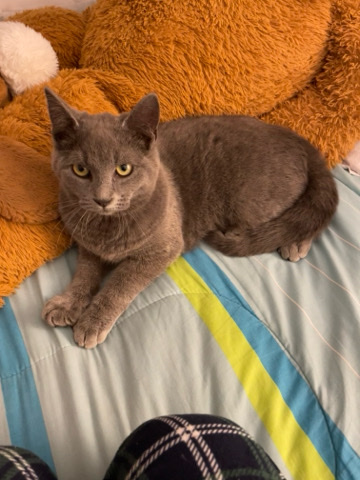 Grey russian blue