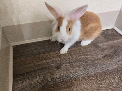 Lionhead – vanilla – Tucson