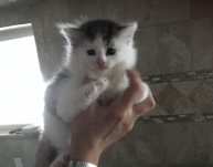 Oriental Bicolor – Kittens