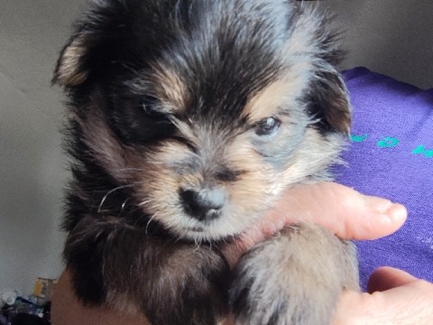 Yorkshire Terrier – yoranians Yorkie and pomeranian – Apollo Beach