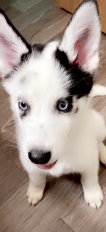 Siberian Husky – puppy