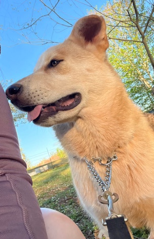 Dog for sale