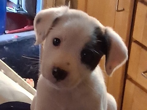 Dalmatian – dalmatian puppies