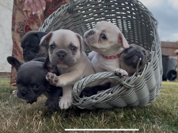 French Bulldog – last female French bulldog left tiny puppy – Lincoln