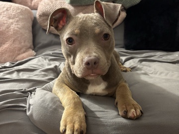 American Bulldog – Pocket Size American Bully – Norwalk