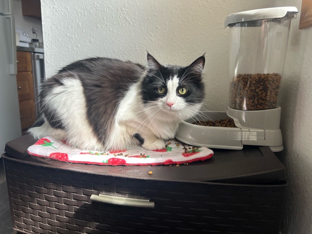 Russian White, Black and Tabby – black and white long hair cat – Kelso