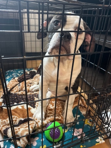 Bulldog – Johnson American bulldog