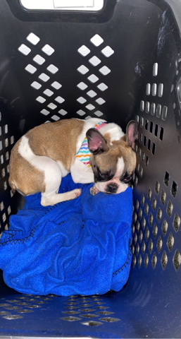 Boston terrier for sale