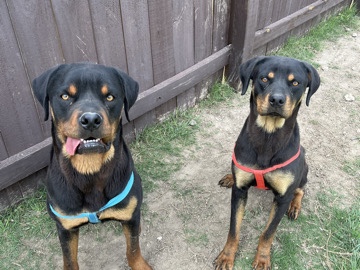 Rottweiler – Friendly 1-Year-Old Rottweiler for Sale – Temple – Temple
