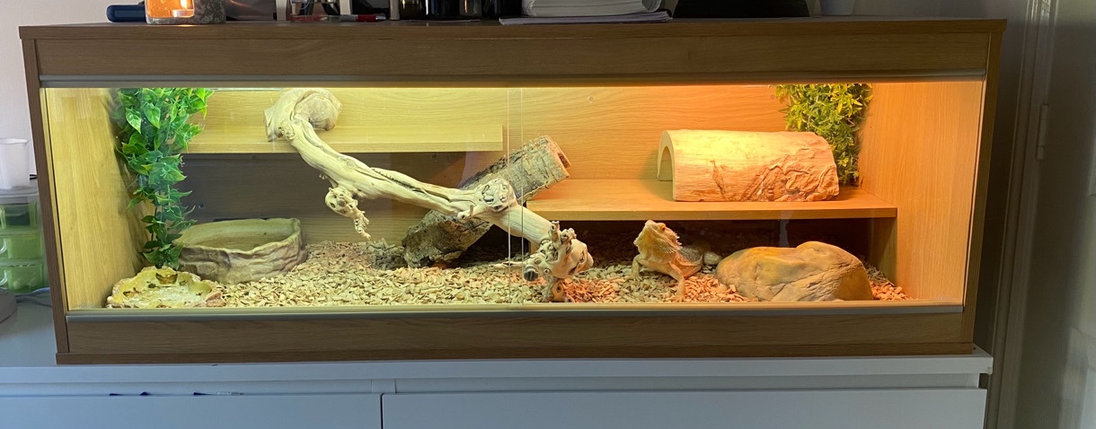 bearded dragon for sale