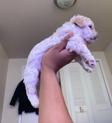Poodle – Yorkie/Poodle Mix Puppies