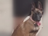 Belgian Shepherd Dog (Malinois) - Preciosa perrita raza Malinois  available for adoption in Vilafranca del Penedès