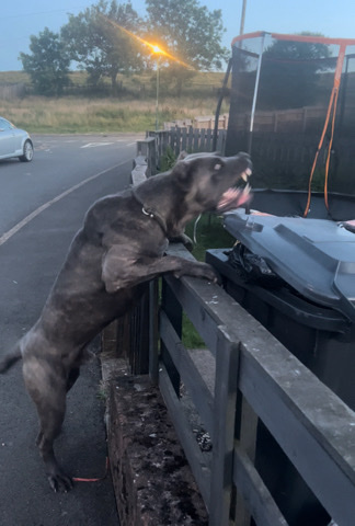 Cane Corso – cane corso for stud