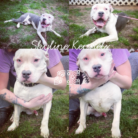 American bully