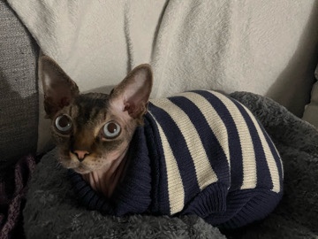 Sphynx – adult sphynx cat – Salem