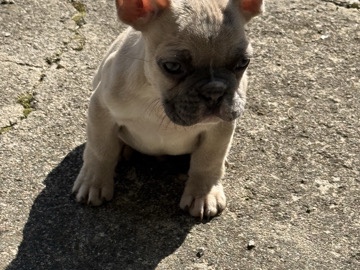 French Bulldog – AKC franchise – Pickerington