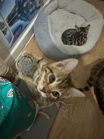 Bengal – Bengal kitten