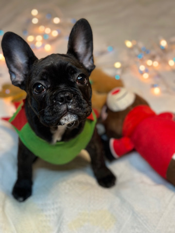 French Bulldog – french bulldog
