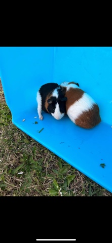 selling Guinea pigs