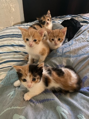 British Semi-longhair – calico kittens