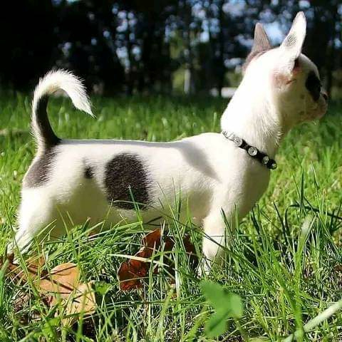 Chihuahua – Chihuahua