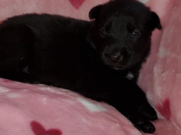 German Shepherd – German Shepherd Puppies – Davenport