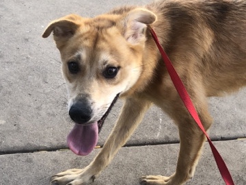 Labrador Husky - husked needs a home  available for adoption in Phoenix