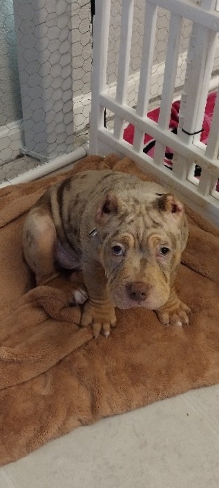 American Bully