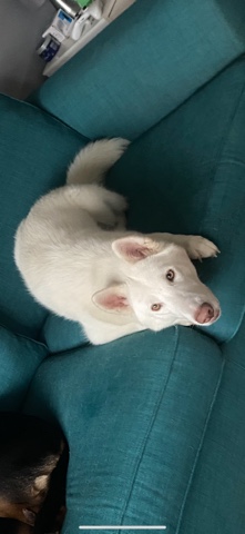 Siberian Husky – white female Siberian husky