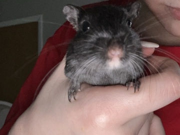 Gerbil – Friendly 5-Month-Old Gerbil for Sale – Marion – Marion