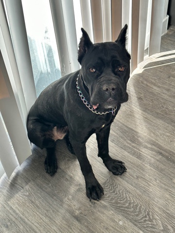 Cane Corso – Cane Corso