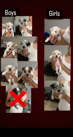 blue healer puppy’s