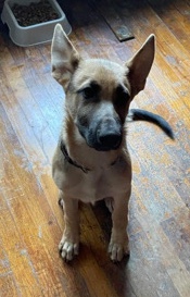 German Shepherd – Meet Nala