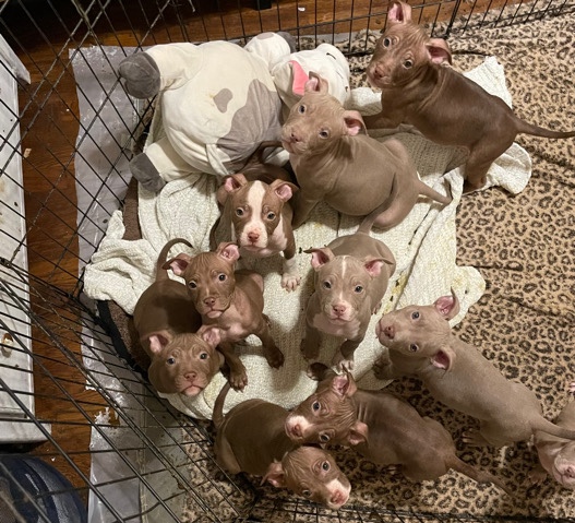 American Pit Bull Terrier β 10 pitbull puppies