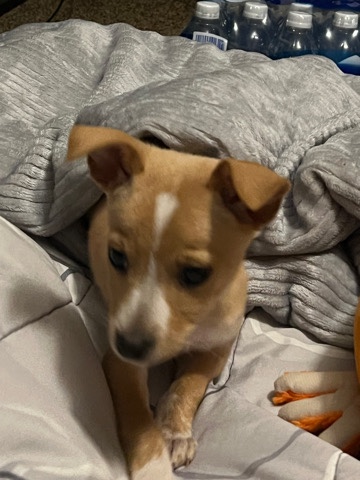 Rat Terrier – Rat Terrier puppy