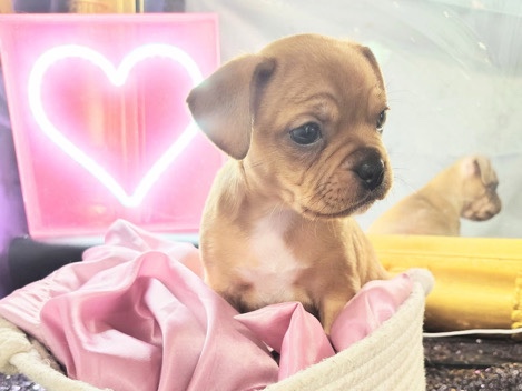 French Bulldog - French bully puppy available for adoption in Mexico City