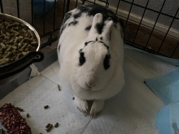 English Spot – mature adult rabbit – Lewisville