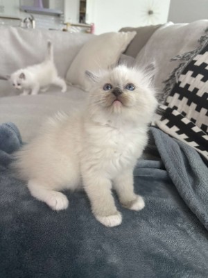 Ragdoll – Purebred Ragdoll Kittens – Tallahassee