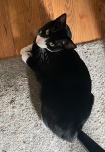 Sibling Cats(Calico/Manx)