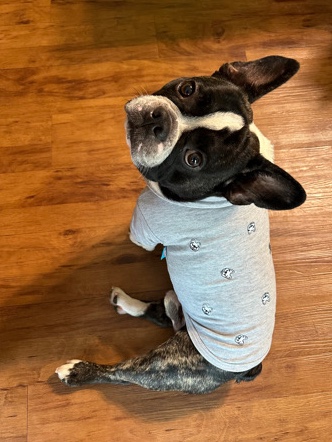French Bulldog – Need new home ASAP
