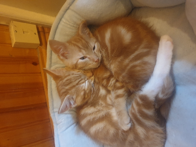 2 Female Ginger Kittens