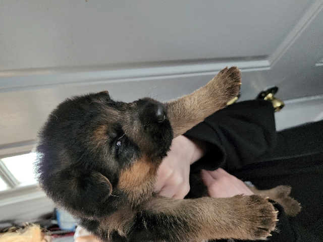 AKC German Shepherd Male Thor
